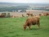 The rolling Kent countryside